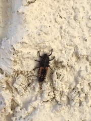 Harmonia axyridis