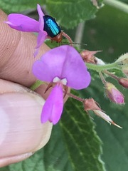 Syphrea flavicollis