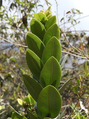 Myrcia subsessilis