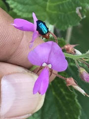 Syphrea flavicollis