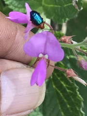 Syphrea flavicollis