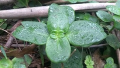 Crassula multicava multicava