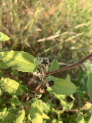 Sida chrysantha
