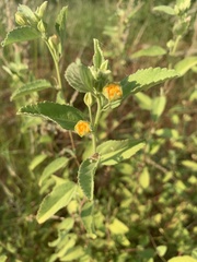 Sida chrysantha