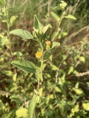 Sida chrysantha