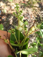 Myrcia subsessilis