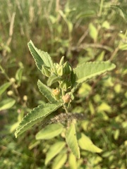 Sida chrysantha