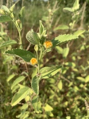 Sida chrysantha
