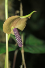 Anthurium oxybelium