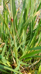 Alopecurus magellanicus