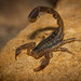 Striped Lesser-Thicktail Scorpion - Photo (c) Jessica Myburgh, some rights reserved (CC BY-NC), uploaded by Jessica Myburgh