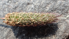 Alopecurus magellanicus