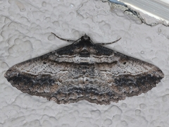 Syneora euboliaria