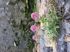 Centranthus ruber