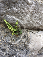 Asplenium trichomanes