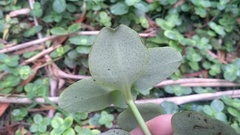 Crassula multicava multicava