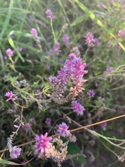 Hermbstaedtia fleckii