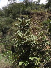 Ormosia antioquensis