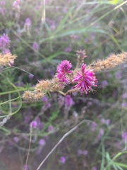 Hermbstaedtia fleckii