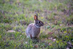 Sylvilagus floridanus