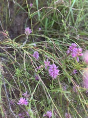 Hermbstaedtia fleckii