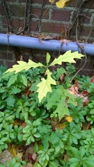 Quercus