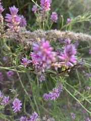 Hermbstaedtia fleckii