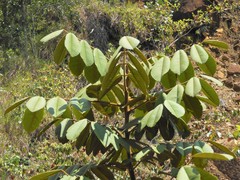 Ormosia antioquensis