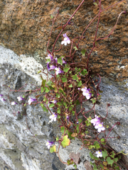 Cymbalaria muralis