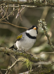 Arremon flavirostris