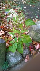 Ageratina altissima