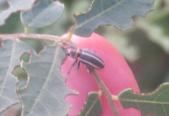 Eudiagogus episcopalis