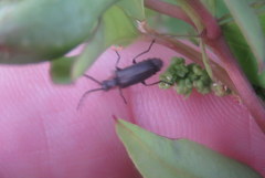 Polemius denticornis