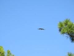 Rupornis magnirostris