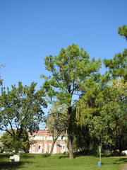 Pinus