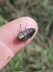 Chrysobothris femorata