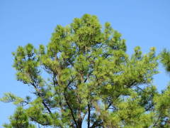 Pinus