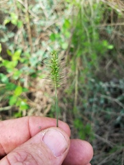 Setaria corrugata
