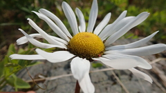 Chrysanthemum arcticum