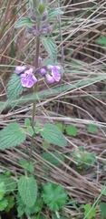Stachys drummondii