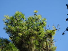 Pinus