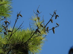 Pinus
