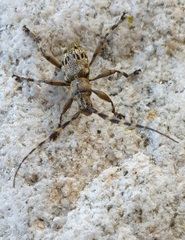 Hexatricha pulverulenta