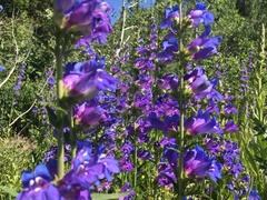 Penstemon cyananthus