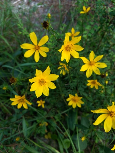 Bidens aristosa iNat (3)