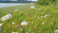 Chrysanthemum arcticum