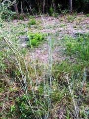 Andropogon virginicus