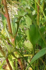 Chrysanthemum arcticum