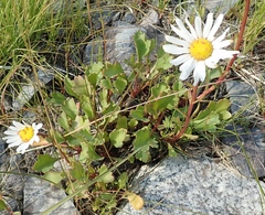Chrysanthemum arcticum