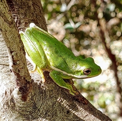 Hyla cinerea